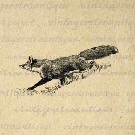 Fox Graphic, Art Fox, Vintage Fox, Printable Animals, Fox Illustration, Fox Tattoo, Antique Illustration, Illustration Vintage, Fox Art