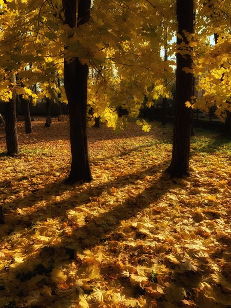 Autumn fall aesthetics dark academia leaf fall Golden Fall Aesthetic, Golden Autumn Aesthetic, Honeycrisp Apple, Golden Autumn, Honeycrisp Apples, Autumn Aesthetic, Halloween Town, Autumn Day, Fall Vibes