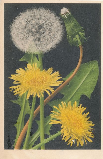 Dandelion Art, A Dandelion, Dandelion Wish, Illustration Botanique, Illustration Photo, Dandelion Flower, Botanical Drawings, Vintage Botanical, Botanical Illustration