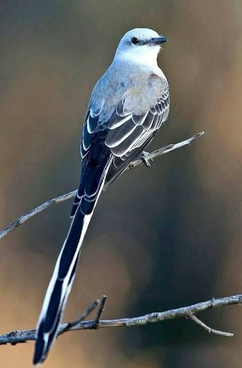 Northern Mockingbird, Bird Anatomy, Animals To Paint, Mocking Birds, America Photo, Nest Art, Bird Reference, Modern Birds, Hummingbird Tattoo