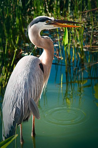 Heron Art, Coastal Birds, Water Birds, Fort Myers Beach, Shorebirds, Nature Birds, Delray Beach, Who Am I, Big Bird