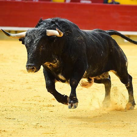 Bull Running, Wild Bull, Bull Tattoos, Air Fighter, Highland Cattle, Animal Reference, Wildlife Photos, Majestic Animals, The Bull