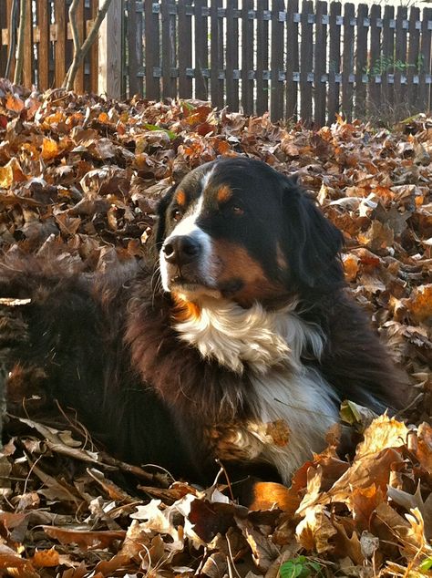 Bernese Mountain Dog in fall (Zuzu) Bernese Mountain Dog Fall, Bernese Mountain Dogs, Pull Cart, Pet Dogs Puppies, Mountain Dog, Bernese Mountain, Bernese Mountain Dog, Mountain Dogs, Working Dogs