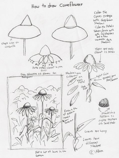 Adron's Art Lesson Plans: How to Draw Cone Flowers Art Lesson For Young Artist Ako Kresliť, Cone Flowers, Flower Drawing Tutorials, Flower Art Drawing, Floral Drawing, Cat Air, Plant Drawing, Art Lesson Plans, Art Instructions