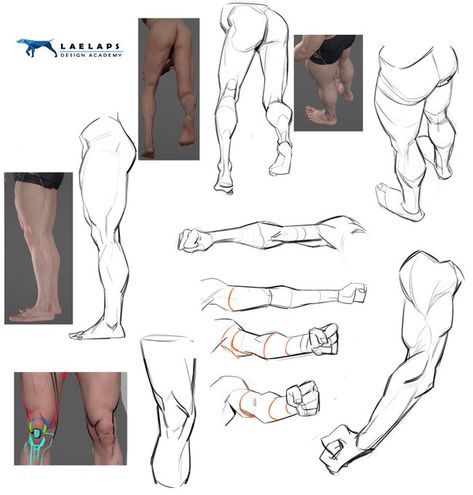 Tb Choi Anatomy, Posing Drawing, Muscle Morph, Tb Choi, Arm Anatomy, Anatomy Book, Leg Anatomy, Anatomy Studies, 3d Anatomy