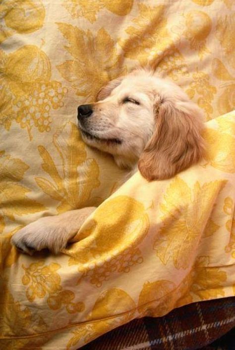 Happiness is a warm #GoldenRetriever Puppy! http://bit.ly/GoldenGUIDE  #goldenretrievers #retrievers #goldens #dogs #d Airedale Terrier, Retriever Puppy, Blue Heeler, Sleeping Dogs, Yellow Aesthetic, Golden Retrievers, Mellow Yellow, Cool Stuff, Funny Cartoon