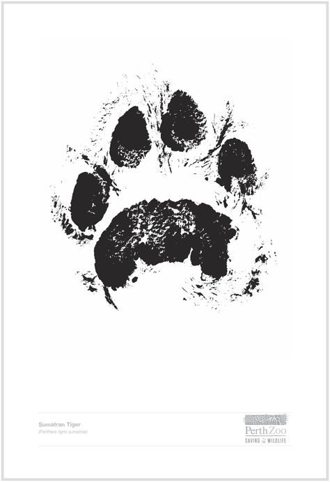 Tiger Paw Print, Sumatran Tiger, Tiger Paw, Paw Tattoo, Animal Stencil, Tattoo For Son, Cat Paw Print, Flower Tattoo Designs, Graphic Design Poster