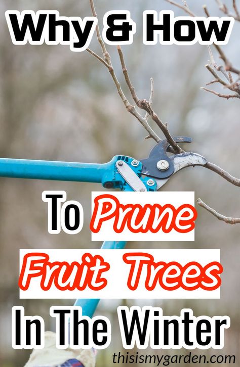 How To Prune Fruit Trees, When To Prune Fruit Trees, Pruning Fruit Trees Apples, How To Cover Fruit Trees From Frost, Trimming Fruit Trees, How To Care For Fruit Trees, How To Propagate Fruit Trees, Fruit Tree Care, Trimming Fruit Trees Tips