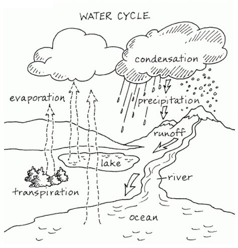 Within Water Cycle Coloring Page Free Pages Online Sketch Coloring Page Water Cycle For Kids, Water Cycle Project, Water Cycle Diagram, Hydrological Cycle, Water Cycle Activities, Water Cycle Worksheet, Cycle Drawing, Cycle For Kids, Science Penguin