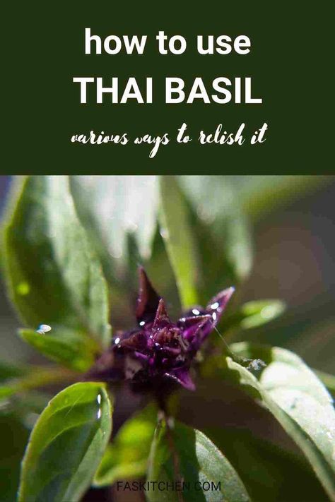 A Pinterest pin showcasing Thai basil leaves with informative text. Learn about the nutrition, benefits, and cooking tips for Thai basil. Perfect for anyone wanting to add flavor and freshness to their dishes. #ThaiBasil #HerbGuide #CookingTips Thai Basil Uses, Uses For Thai Basil, Uses For Basil, Thai Basil Plant, Thai Basil Recipes, Herb Guide, Basil Oil, Basil Recipes, Plant Benefits