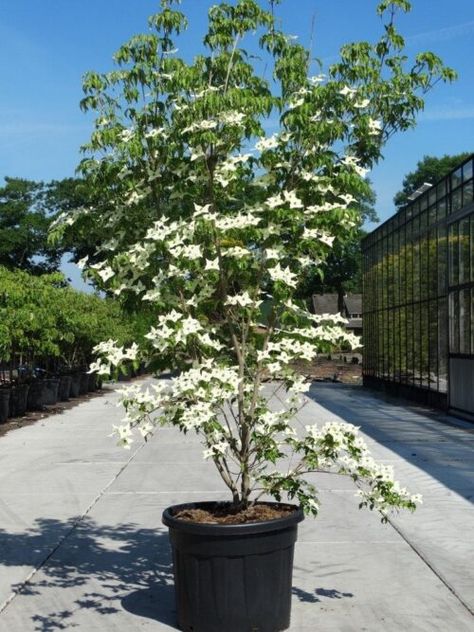 Cornus Kousa, Garden Trees, Back Garden, Garden Design, Van, Plants, Design