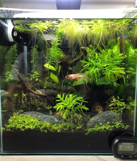 Live Fish Tank, Natural Betta Fish Tank, Natural Fish Tank Ideas, Betta Aquarium Ideas, Simple Aquascape, Natural Fish Tank, Aquascape Inspiration, Planted Betta Tank, Aesthetic Fishing