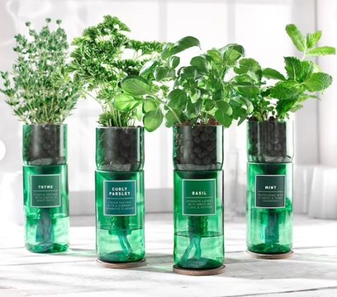 Homemade Hydroponics, Hydroponic Solution, Old Wine Bottle, Repurposed Wine Bottles, Indoor Farming, Recycled Wine Bottles, Aquaponic Gardening, Hydroponic Growing, Herb Planters