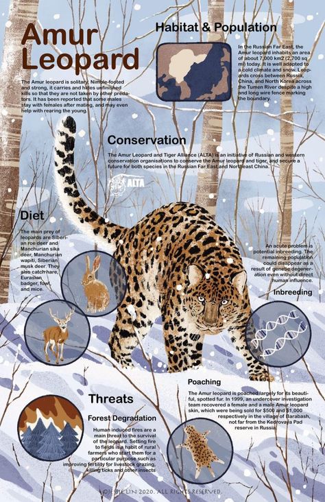 Endangered Animals Infographic, Most Dangerous Animals, Animal Infographic, Animals Information, Amur Leopard, Dangerous Animals, Big Cats Art, Animal Study, Animal Science