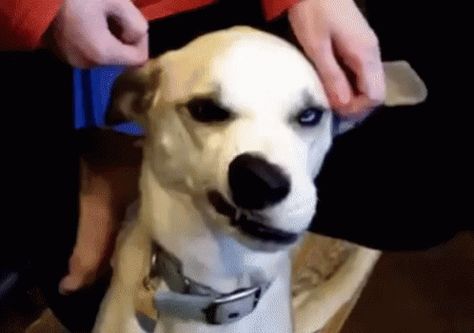 Dog Grin GIF - Dog Grin EvilFace - Discover & Share GIFs Dog Nose, 웃긴 사진, Crazy Dog, Dog Gifs, Funny Animal Pictures, Dog Memes, Cocker Spaniel, 귀여운 동물, Bones Funny