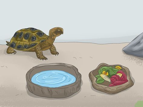 Herman’s Tortoise, Tortoise Tank Ideas, Herman Tortoise, Hermanns Tortoise, Tartaruga Habitat, Hermann Tortoise, Russian Tortoise, Tortoise Care, Tortoise Habitat