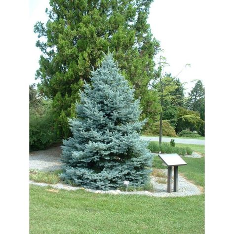 Fat Albert Blue Spruce, Montana Landscaping, Soft Landscape, Green Bushes, Blue Spruce Tree, Colorado Spruce, Plant Library, Colorado Blue Spruce, Picea Pungens