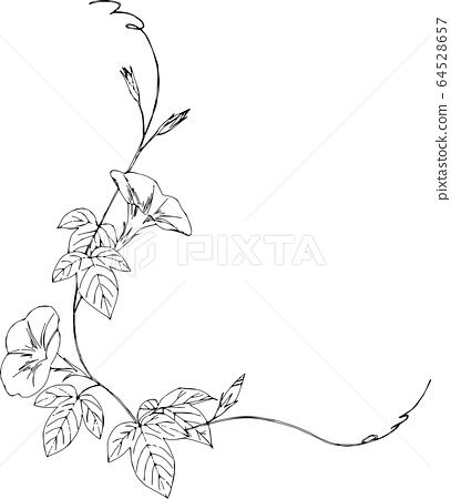 Morning glory line drawing frame - Stock Illustration(No.64528657). Find images exactly you are looking for from more than 85,200,000 of royalty-free stock photos, illustrations, and vectors. Download and enjoy fresh & incredible images added every day. Morning Glory Vine Drawing, Morning Glory Leg Tattoo, Morning Glory Ankle Tattoo, Minimalist Morning Glory Tattoo, Morning Glory Vine Tattoo, Morning Glory Drawing, Morning Glory Flowers Tattoo, Olivia Tattoo, Morning Glory Tattoo