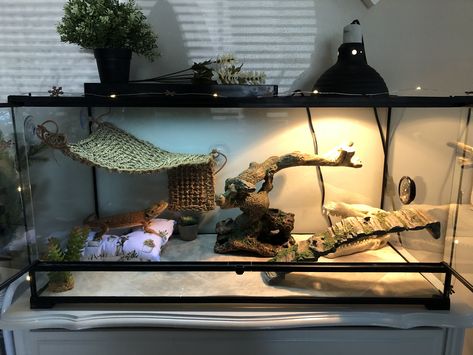 Bearded Dragon Tank Ideas, Fancy Bearded Dragon Terrarium, Bearded Dragon Terrarium Ideas Tanks, Bearded Dragon Vivarium Ideas, Breaded Dragon Tank Ideas, 40 Gallon Bearded Dragon Tank Ideas, Cute Bearded Dragon Tank, Zen Habitat Bearded Dragon, Aesthetic Bearded Dragon Cage