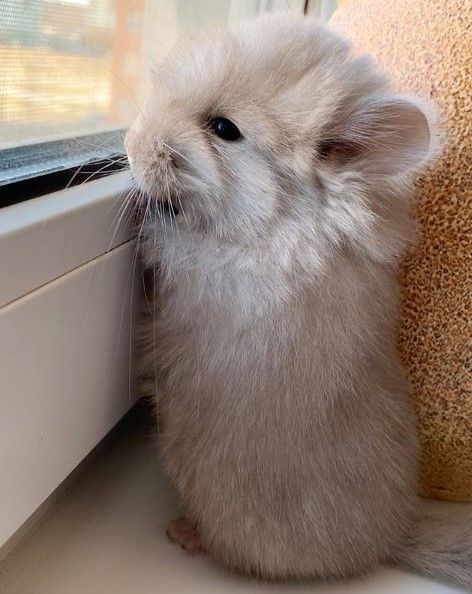 Tiny Baby Animals, Chinchilla Cute, Chinchilla Pet, Cute Rats, Chinchillas, Cute Animal Photos, Cute Animal Pictures, Hamsters, Cute Creatures