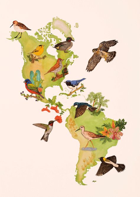 Migration Drawing, Birdwatching, Migration Animals, Migration Poster, Migration Artwork, Bird Exhibition, Migration Birds, Bird Migration Illustration, World Map Design