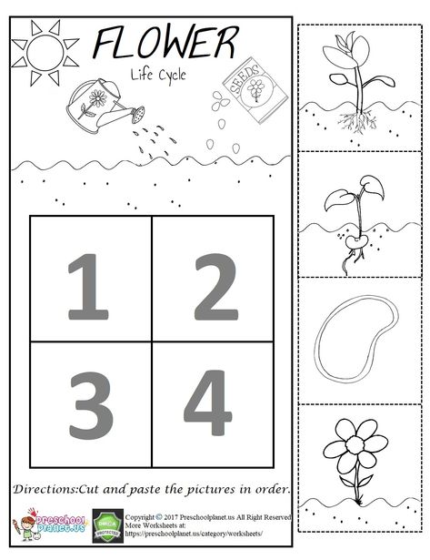 While spring is coming, flowers will rise from the soil again. Let’s check out the life cycle of a flower with our kids or students. In this worksheet, we want to cut and paste the cycle life of a flower in correct order from little ones. This life cycle of flower worksheet is in pdf format and downloadable. You can freely use this worksheet with your students and children. Flower Life Cycle Preschool, Preschool Flower Theme, Flower Preschool, Flower Worksheet, Preschool Flowers, Life Cycle Worksheet, Life Cycles Kindergarten, Plant Life Cycle Worksheet, Life Cycles Preschool