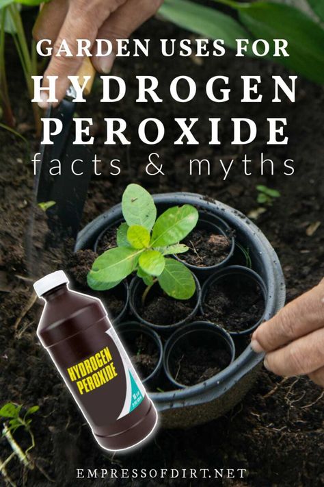 A bottle of hydrogen peroxide and plant in a pot in the garden. How To Kill Gnats, Seed Sprouting, Clean Garden Tools, Food Grade Hydrogen Peroxide, Peroxide Uses, Hydrogen Peroxide Uses, Nail Fungus Remedy, Seed Germination, Toenail Fungus