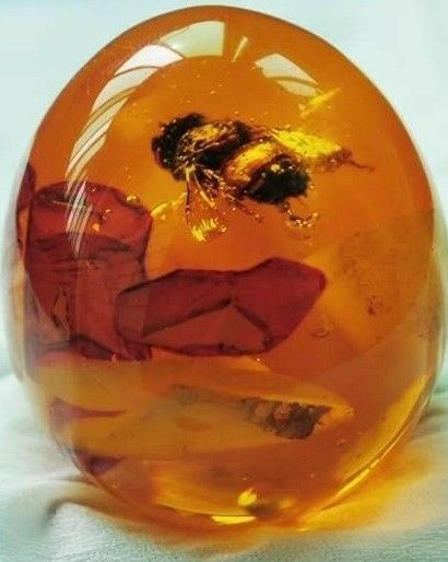 Bumble bee in amer stone so Amber Crystal Aesthetic, Nails Designer, Tree Sap, Rocks And Fossils, Amber Fossils, Pretty Rocks, Beautiful Rocks, Mineral Stone, Minerals And Gemstones