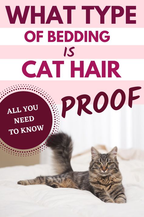 Cat Hair Proof Bedding | Cat Hair Resistant Bedding | How To Cat Proof Bed Pet Hair Resistant Bedding, How To Cat, Wide Eyes, Cat Proofing, Cut Cat, Cool Comforters, Cat City, Book Recommendation, Rule The World