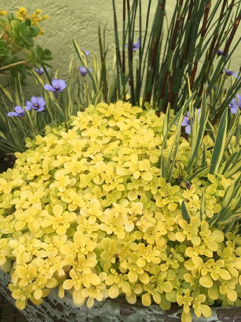 Sedum makinoi 'Ogon' - Xera Plants Backyard Planter, Backyard Planters, Hardy Succulents, Garden Pond, Herbaceous Perennials, Oregon Coast, Types Of Plants, Flower Beds, Garden Inspiration