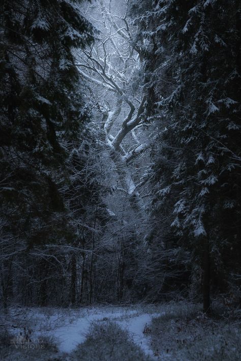 Winter woodlands. Автор: Adrian Szatewicz Big Oak Tree, Norway City, Winter Woodland, Oak Tree, In The Forest, Professional Photo, The Forest, Winter Wonderland, Beautiful Nature