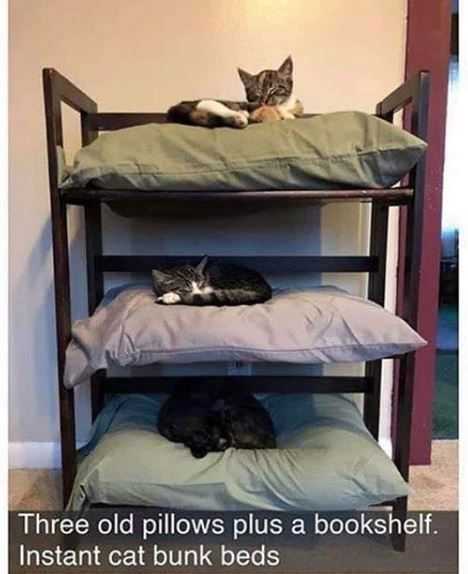 Cat Bunk Beds, Katt Grejer, Cats Sleeping, Cat House Diy, Old Pillows, Cat Enclosure, Cat Things, Cat Trees, Three Cats