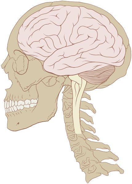 File:Skull and brain normal human.svg William James Sidis, Human Nervous System, Vertebral Artery, Glial Cells, Brain Drawing, Occipital Lobe, Brain Drain, Cerebral Cortex, Motor Neuron