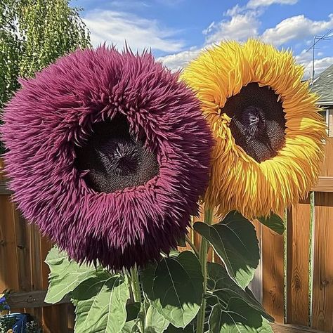 Teddy Bear Sunflower, Farm Show, Sunflowers And Daisies, David Attenborough, Helianthus Annuus, Sun Water, Rich Purple, Garden Oasis, Hobby Farms