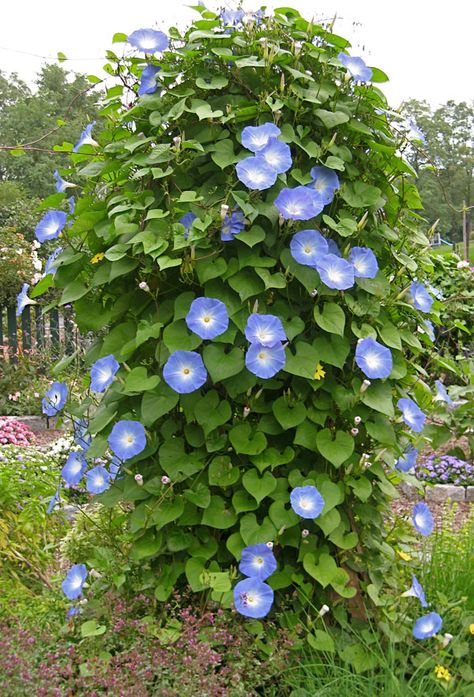 'Heavenly Blue' morning glories festoon an obelisk; plant in hanging baskets and Morning Glories will grow down. Morning Glory Plant, Blue Morning Glory, Morning Glory Flowers, Blue Morning, Garden Obelisk, Garden Vines, Cottage Garden Design, Morning Glories, Cottage Garden Plants