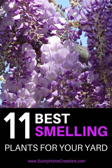 11 Most fragrant plants for your Garden Best Smelling Flowers, Smelling Flowers, Fragrant Plant, Backyard Gardening, Garden Fairy, Landscaping Tips, Plant Ideas, Gardening Flowers, Flower Gardens