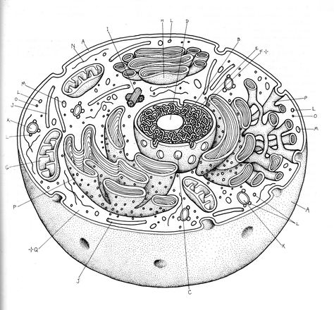 Human Cell Diagram, Animal Cell Drawing, Animal Cell Structure, Biology Drawing, Cell Diagram, Plants Worksheets, Cells Worksheet, Cell Parts, Plant And Animal Cells