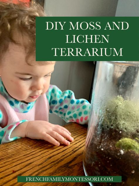 Moss Preschool Activities, Moss Nature Study, Moss Activities, Lichen Terrarium, Moss Crafts, Kindergarten Enrichment, Orchid Potting, Nature Homeschool, Science Plants