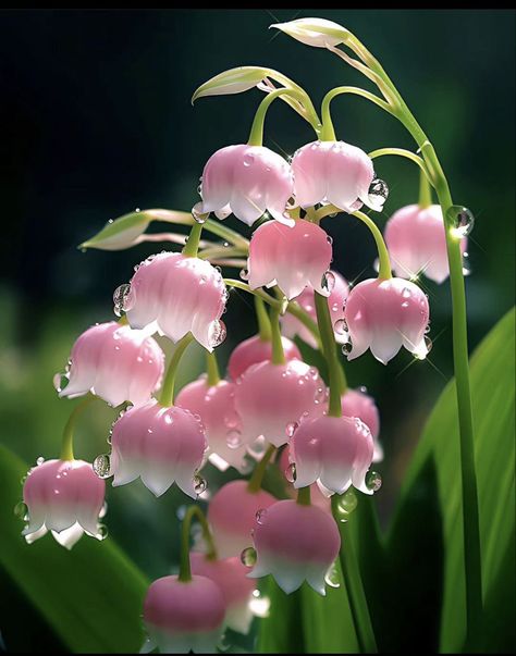 pink flower raindrop dewy Pretty Flowers Pictures, Lily Of The Valley Flowers, Pink Lillies, Valley Flowers, Beautiful Flowers Photos, Nothing But Flowers, Flower Therapy, Pretty Plants, Beautiful Flowers Pictures