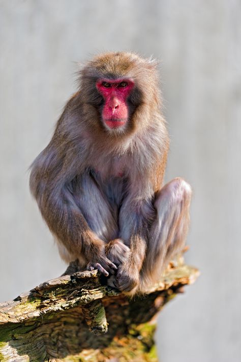 A Japanese (red headed) macaque sitting at the end of a stone and looking towards me. Monkey Pose Reference, Monkey Reference, Monkey Tailed Skink, Rhesus Monkey, Monkey Sitting On A Tree, Monkey Photography, Monkey Sitting, Monkey Pose, Japan Monkey