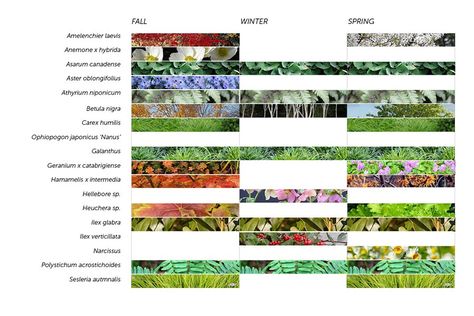 Roof Garden Plants, House Garden Landscape, Landscape Architecture Diagram, Design Diagram, Planting Plan, Areas Verdes, Easy Landscaping, Traditional Landscape, Diagram Architecture