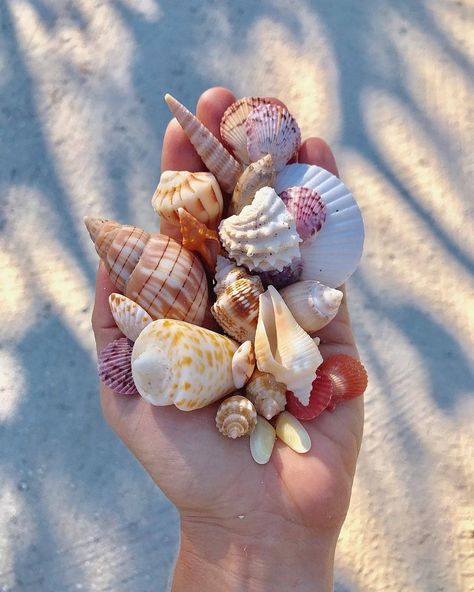 Sanibel Florida, Sanibel Shells, Creature Marine, Art Coquillage, Sanibel Island Florida, She Sells Seashells, Shell Beach, Sanibel Island, Beach Combing