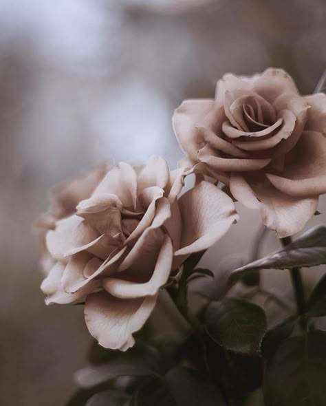 Rose Gold Aesthetic, Rosé Aesthetic, Flower Iphone Wallpaper, Rose Arrangements, Iphone Pictures, Wallpaper Nature Flowers, Gold Aesthetic, 수채화 그림, My Wallpaper