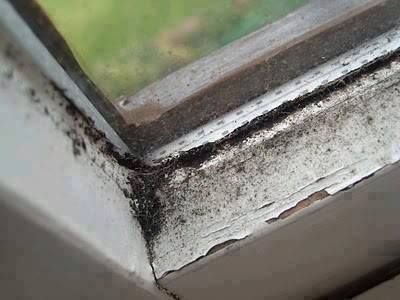 Got some nasty black mold around your window sills that soap and water won't cut? Try this!  1 cup distilled vinegar 20 drops tea tree oil  Mix in a spray bottle, spray on and allow to saturate for at least 30 minutes. Then wipe off! Repeat if necessary. Window Cleaning Tips, Window Sills, Astuces Diy, Glass Cooktop, Deep Cleaning Tips, Mold Remover, Diy Cleaners, Cleaners Homemade, Simple Life Hacks