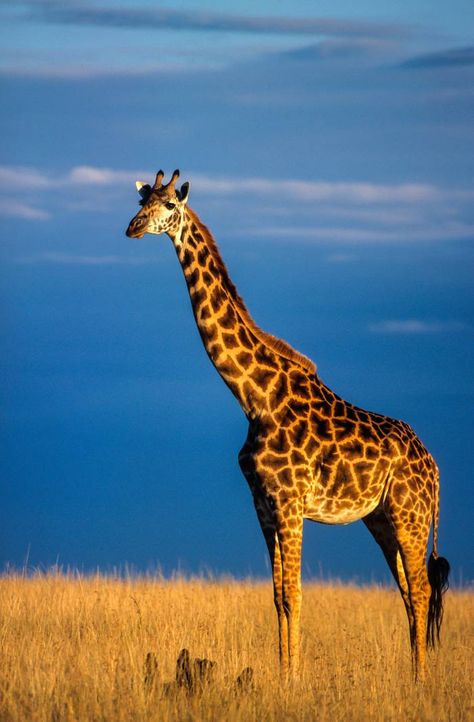 Masai Giraffe, Giraffe Pictures, Masai Mara National Reserve, Africa Wildlife, Safari Adventure, Wildlife Safari, Masai Mara, 1000 Piece Puzzle, Cute Giraffe