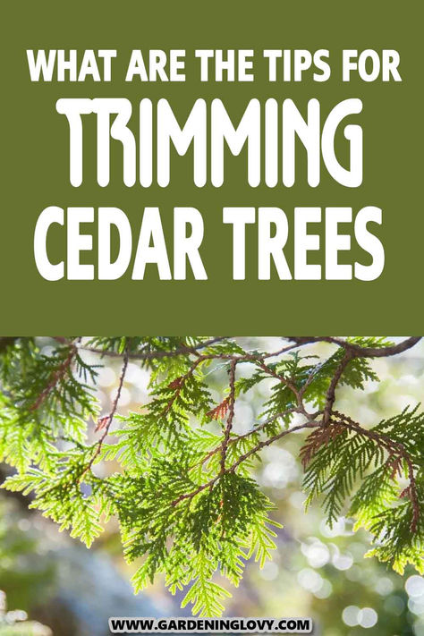 Have you been concerned about How To Prune A Cedar Tree or whether it’s the correct time to trim? Have you been more concerned about how to go about it? We got you covered. Read this post to learn the tips for trimming cedar trees. How To Trim A Cherry Tree, How To Preserve Cedar Branches, How To Trim Trees Branches, Blue Cedar Tree, Types Of Cedar Trees, Alaskan Cedar Trees, Cedar Tree, Bald Cypress, Tree Pruning