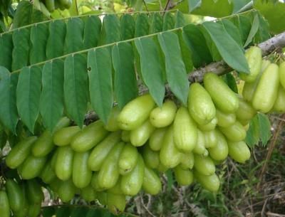 Sourie Sour Fruits, Pickled Fruit, Weird Fruit, Strange Fruit, Unique Fruit, Kinds Of Fruits, Fruit Seeds, Beautiful Fruits, Exotic Food