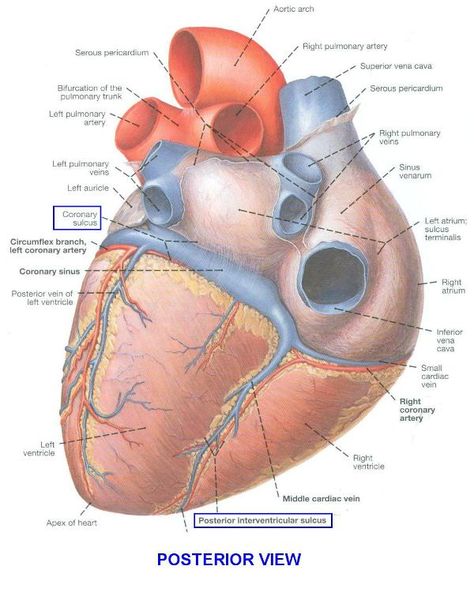 sulci...coronary sulcus, interventricular sulcus Human Heart Diagram, Coronary Circulation, Cardiac Anatomy, Unclog Arteries, Human Heart Anatomy, Cardiac Cycle, Heart Diagram, The Human Heart, Medical Videos