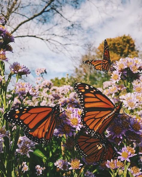 Monarch Butterflies + Best of the Week Butterfly Aesthetic, Monarch Butterflies, Purple Flowers, Butterflies, I Hope, Purple, Flowers