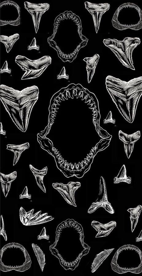 Cool Shark Wallpaper, Marine Science Aesthetic Wallpaper, Shark Wallpapers Iphone, Black And White Shark Wallpaper, Shark Astetic Wallpaper, Whale Shark Art Wallpaper, Cute Sharks Wallpaper, Shark Apple Watch Wallpaper, Sharks Wallpaper Iphone